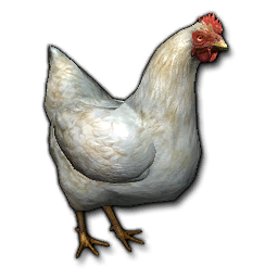 Store chicken.png
