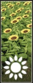Sunflowers icon.png