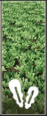Oilseed Radish icon.png