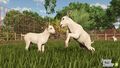 FS25 Baby Goats 1.jpg