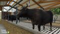 Water Buffalos in their pasture