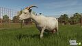 FS25 Goats 3.jpg