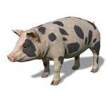 FS19 Animal-PigBlackWhite.png