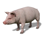 FS19 Animal-PigPink.png