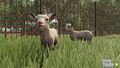 FS25 Baby Goats 4.jpg