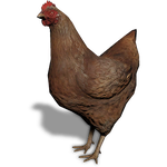 FS19 Animal-ChickenBrown.png