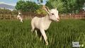 FS25 Baby Goats 3.jpg