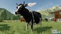 FS22-Cows.jpg