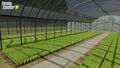 Rice Saplings Greenhouse, where you can grow rice saplings for yourself (inside view)