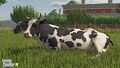 Just a cow sitting on grass in the cow pasture