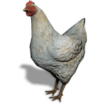 FS19 Animal-ChickenWhite.png
