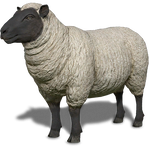FS19 Animal-SheepBlackWhite.png