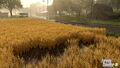 Wheat field after twister in the hail