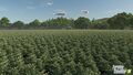 Peas growing in July