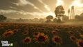 Sunrise as seen from sunflower field