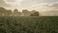 Green beans field