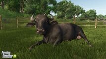 Water Buffalos (new)