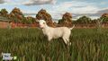 FS25 Baby Goats 5.jpg