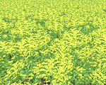 Canola 3rdStage Sml.png