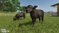 Water Buffalo babies