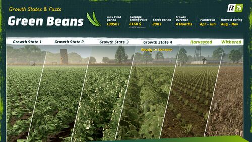 FS25 Green Beans Growth state.jpg