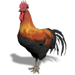 FS19 Animal-Rooster.png