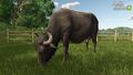 Water Buffalo